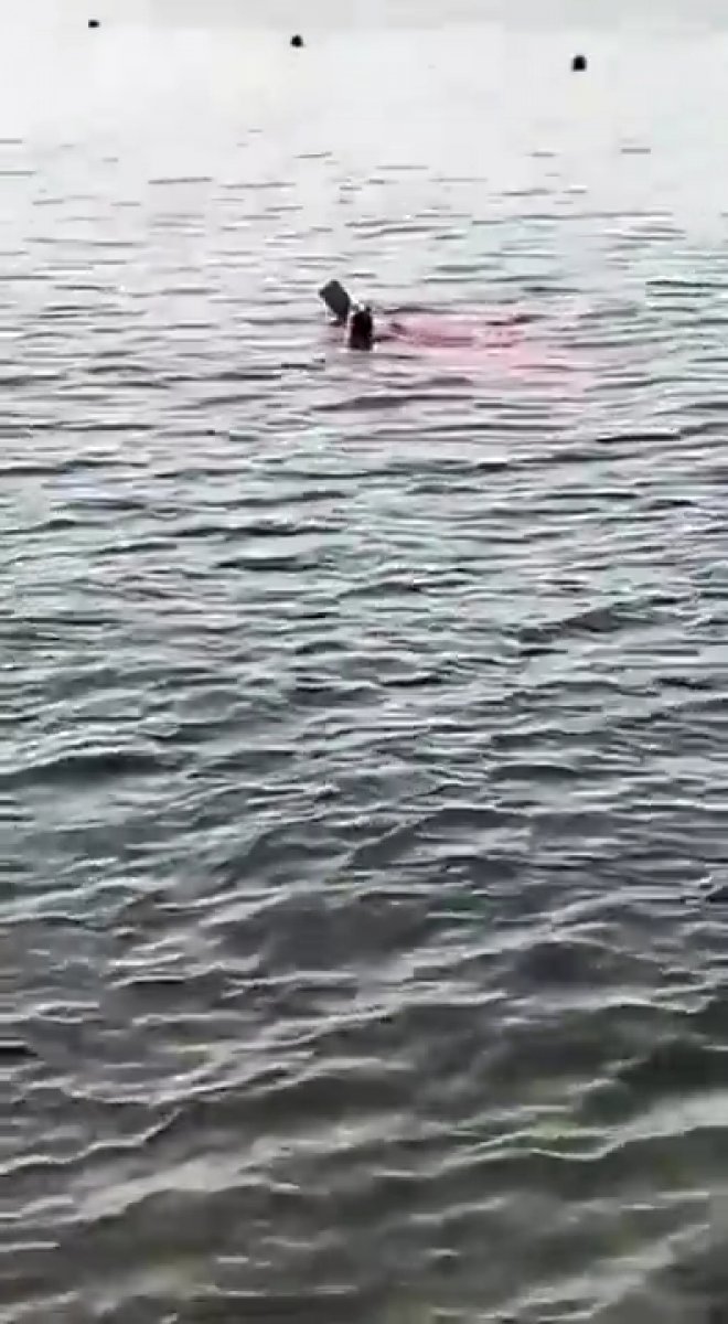 Mısır da köpek balığının saldırısına uğrayan kadın yaşamını yitirdi #5