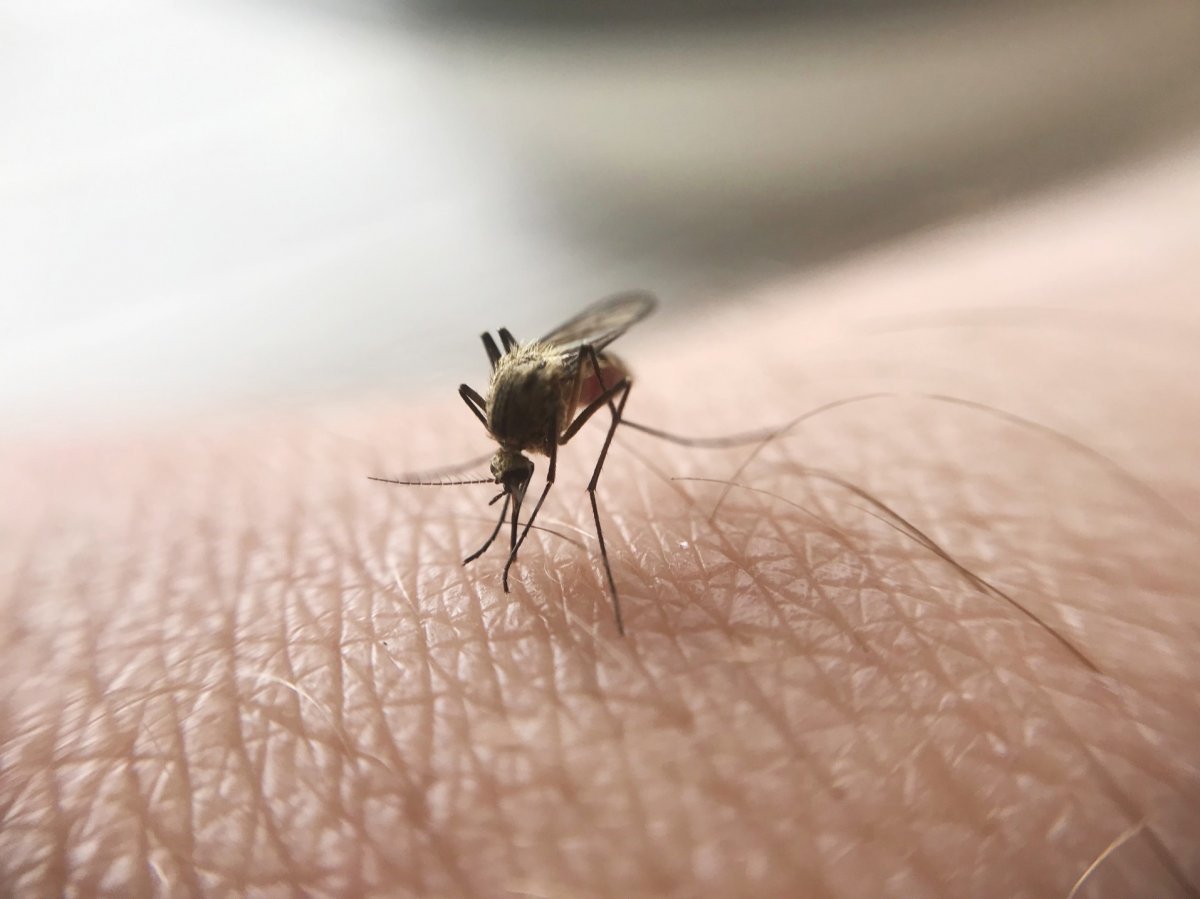 Sivrisinekler neden bazı insanları ısırırken bazılarını ısırmaz? #2