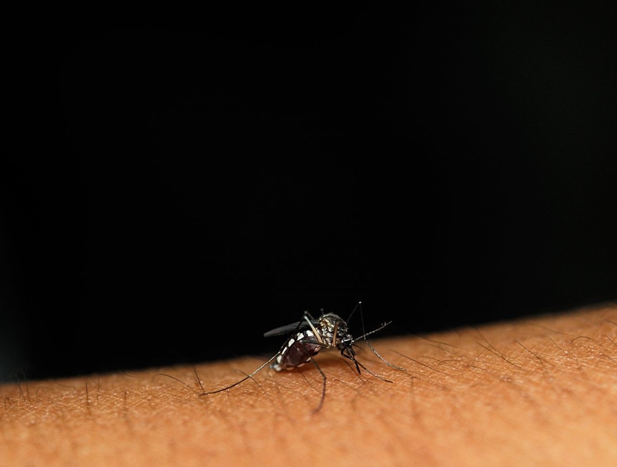 Sivrisinekler neden bazı insanları ısırırken bazılarını ısırmaz? #5