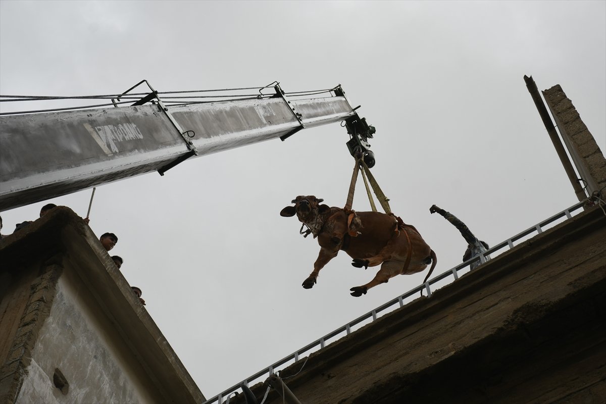 In Pakistan, breeders take their sacrifices off the roof #4