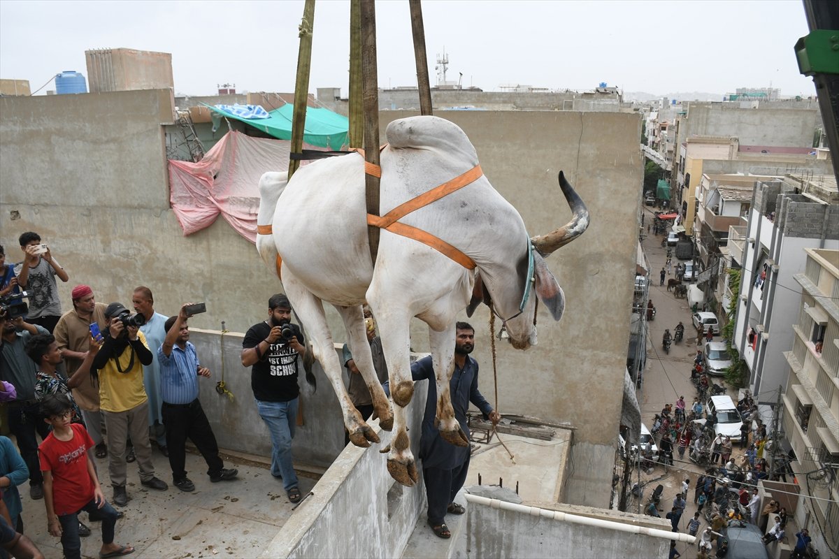 In Pakistan, breeders take their sacrifices off the roof #5