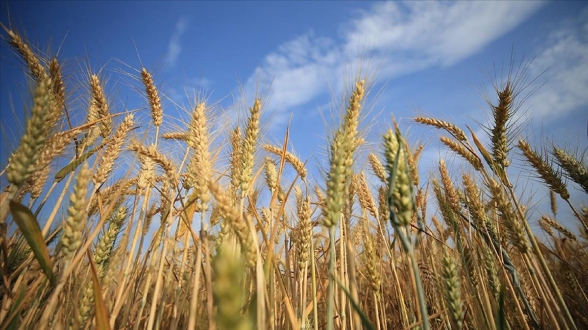 Russia: There is a lot of demand for our grain