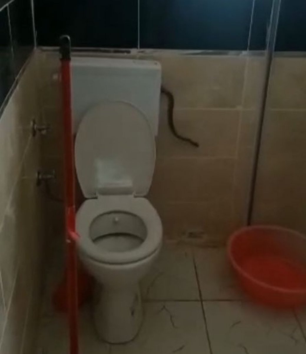 Aydın da bir kişi yüzünü yıkamak için girdiği banyoda yılanla karşılaştı #1