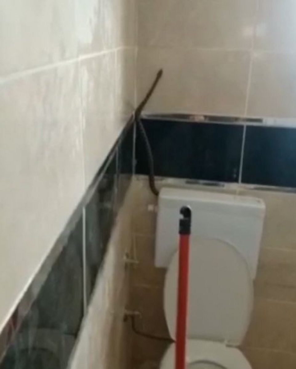Aydın da bir kişi yüzünü yıkamak için girdiği banyoda yılanla karşılaştı #3
