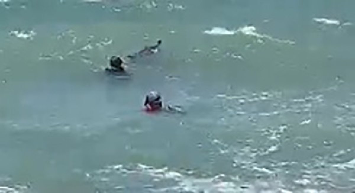 İzmir de yavrusu ölü doğan yunus, kendini karaya vurdu #2