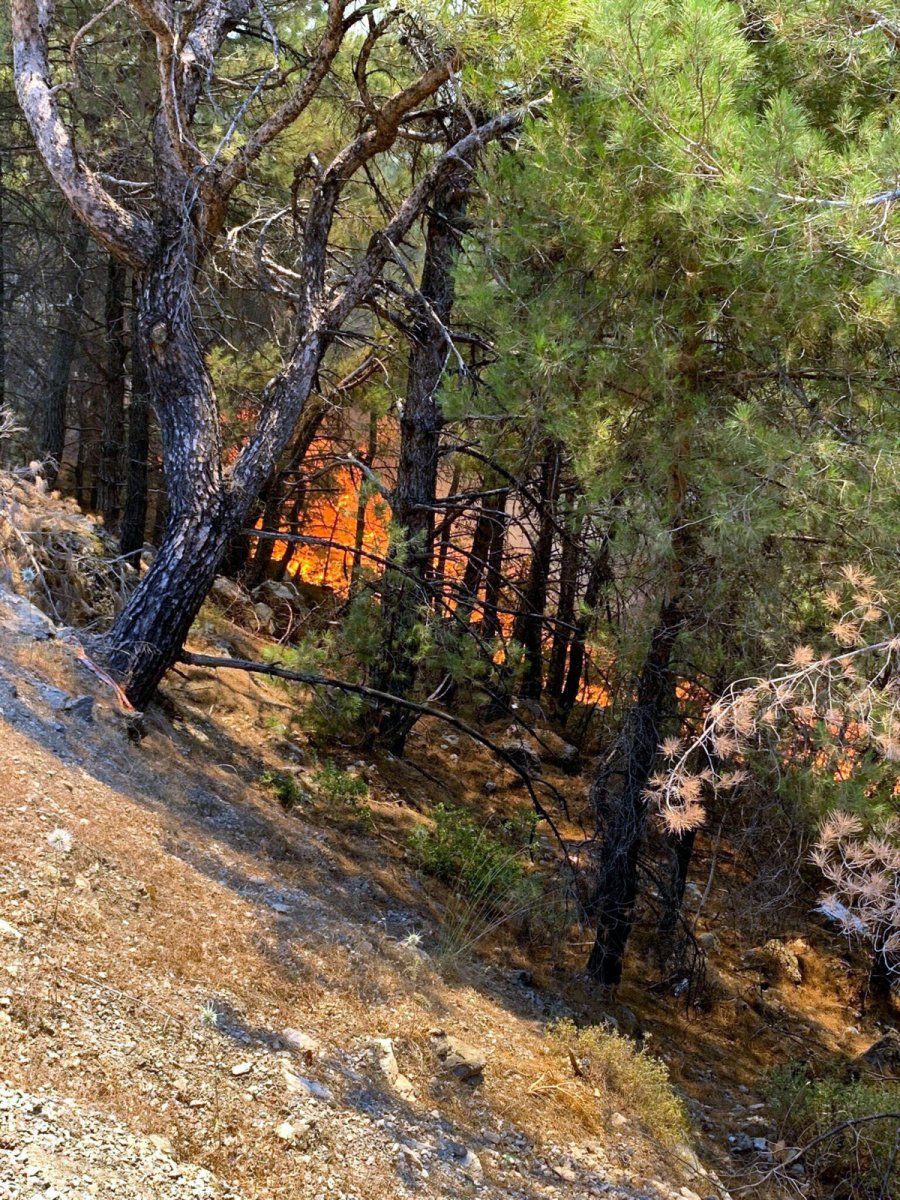 Datça da ormanlık alanda yangın çıktı #13