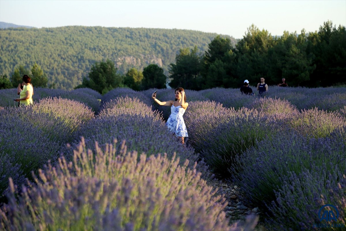 Muğla da lavanta bahçeleri misafirlerini ağırladı #3