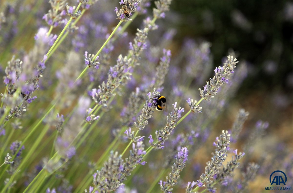 Muğla da lavanta bahçeleri misafirlerini ağırladı #7