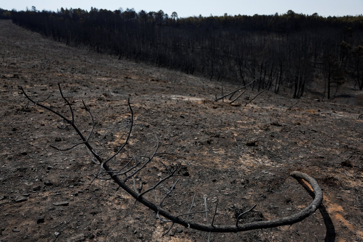 Avrupa, orman yangınlarıyla mücadele ediyor #8