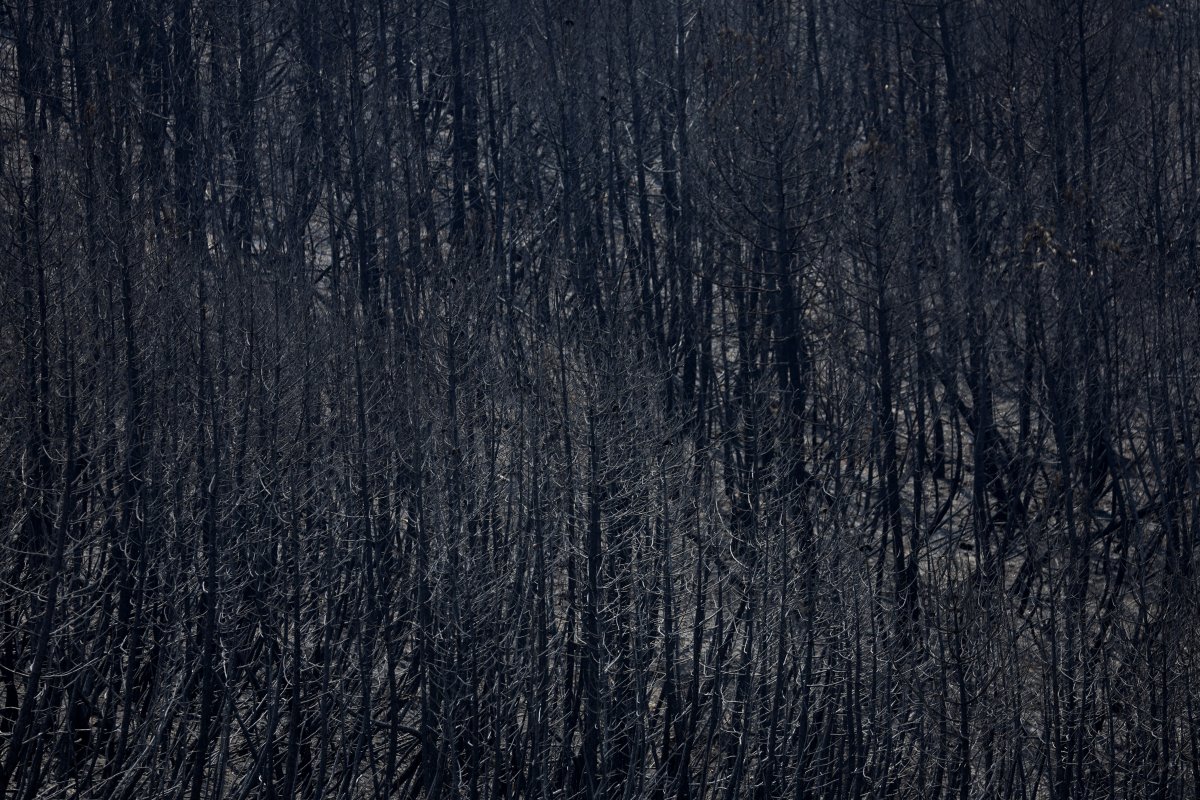 Avrupa, orman yangınlarıyla mücadele ediyor #6