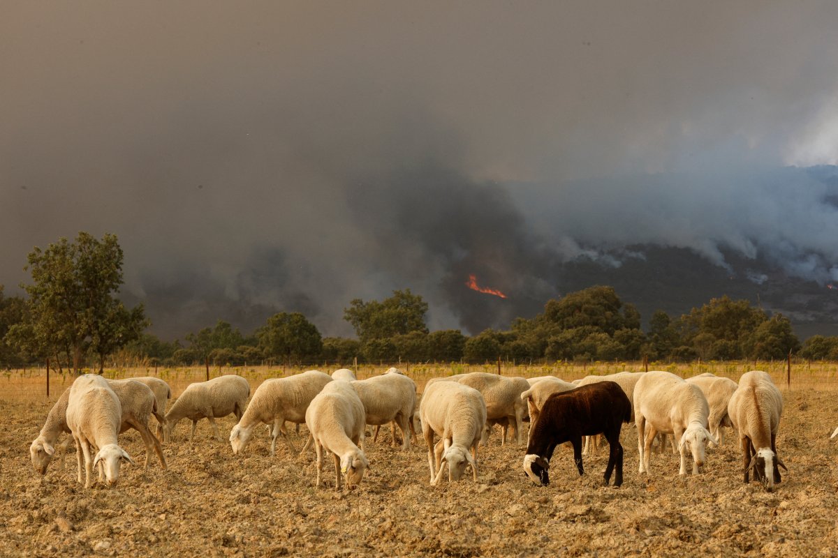 Avrupa, orman yangınlarıyla mücadele ediyor #2