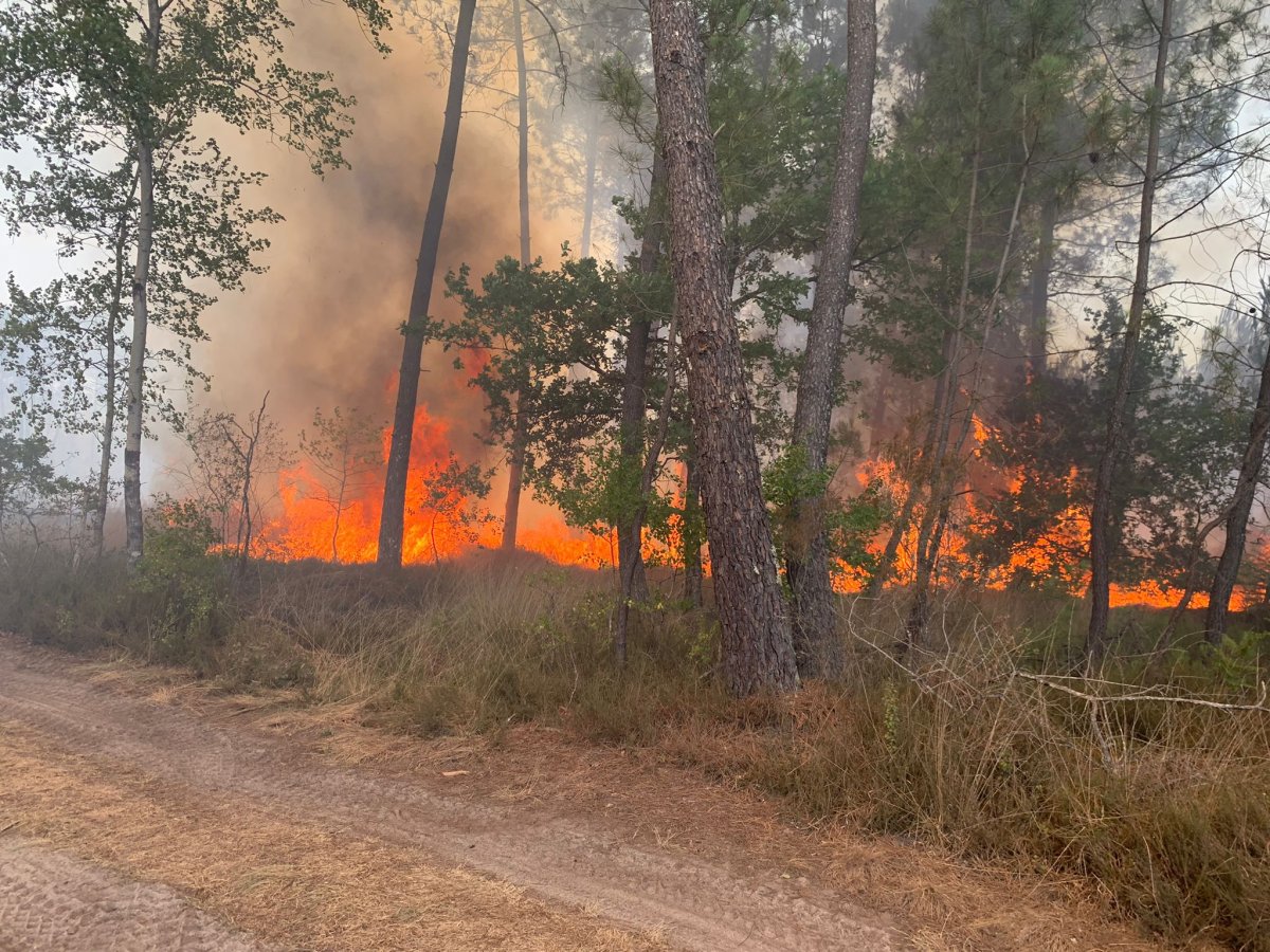 Fransa’da 6 gündür devam eden yangında 14 bin hektar alan kül oldu #2