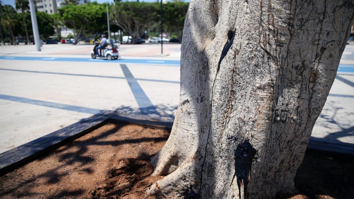 Özgecan Aslan Barış Meydanı ndaki ağacı zehirleyenler bulundu #4