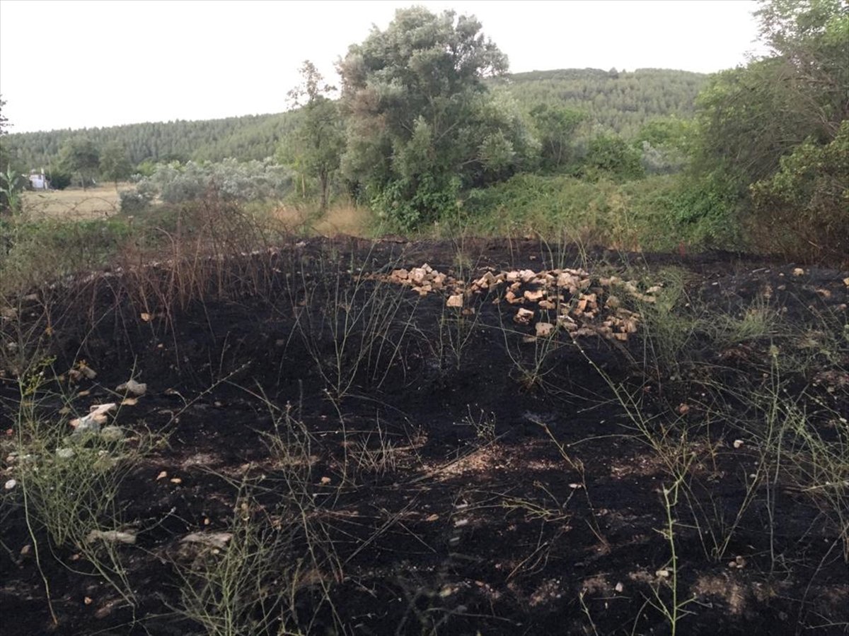 Muğla da çıkan yangın, büyümeden söndürüldü #1