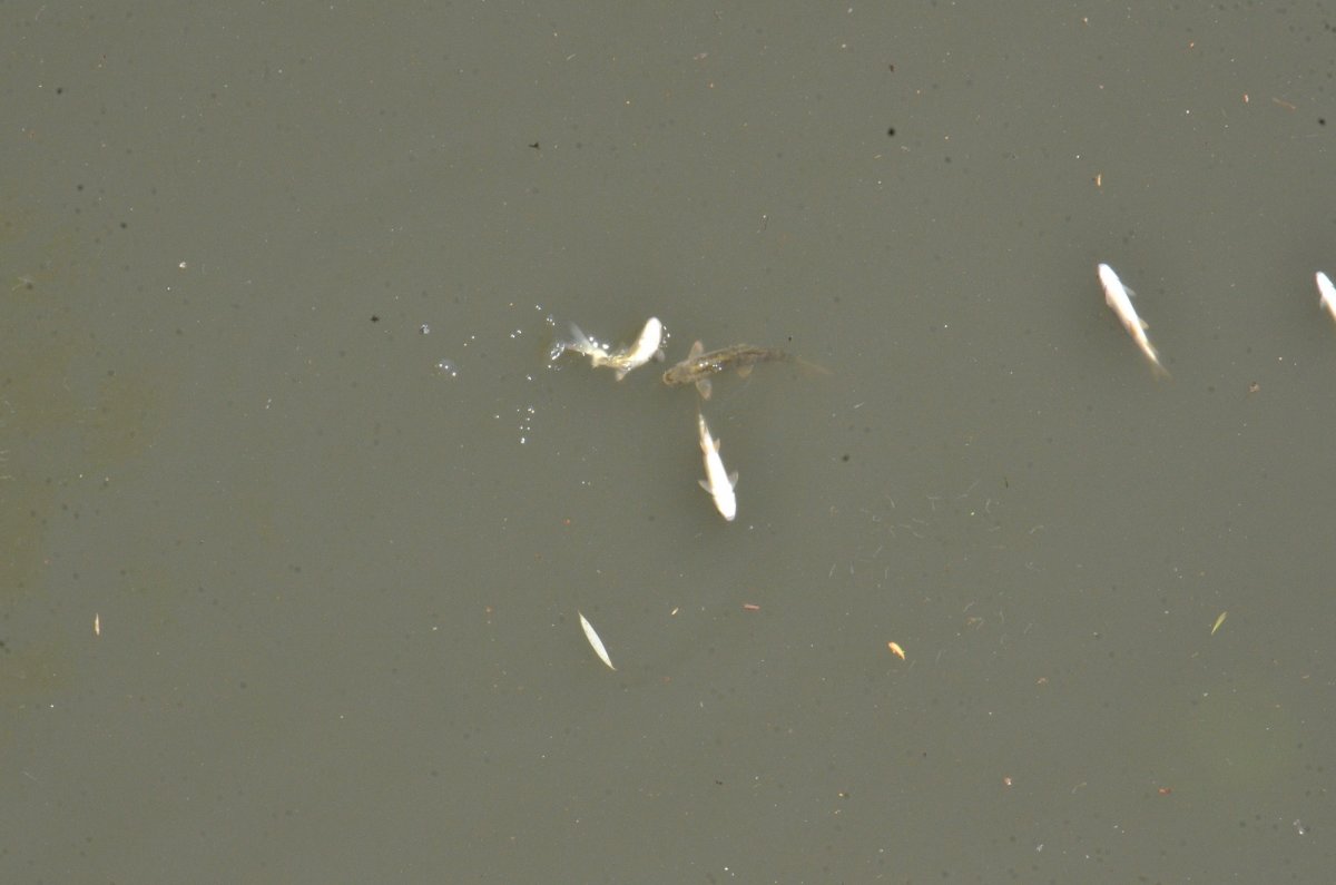 Ceyhan Nehri nde atık sorunu: Balıklar telef oldu #3