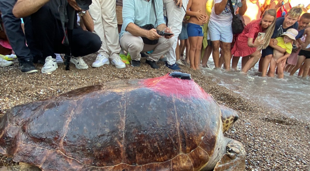 Antalya da tedavisi tamamlanan kaplumbağaya uydu cihazı takıldı #1