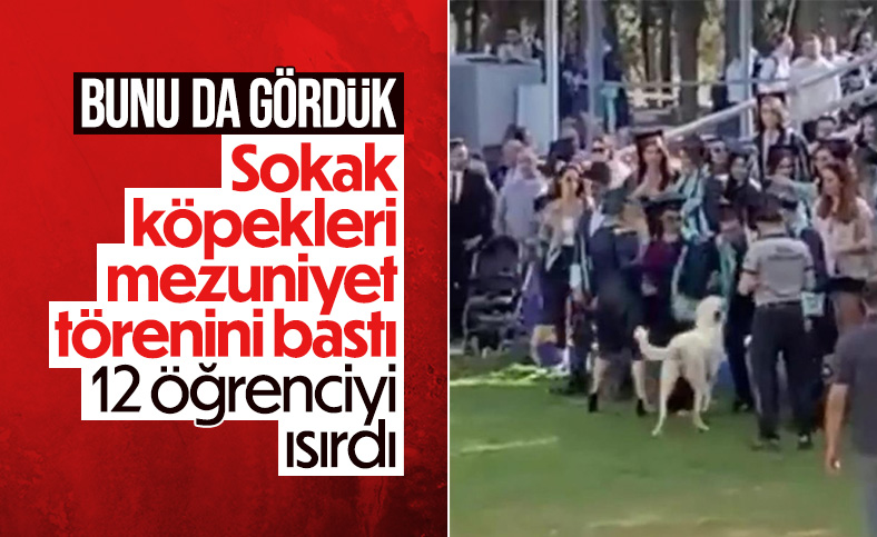 İzmir'de üniversite mezuniyetinde başıboş köpek saldırısı 