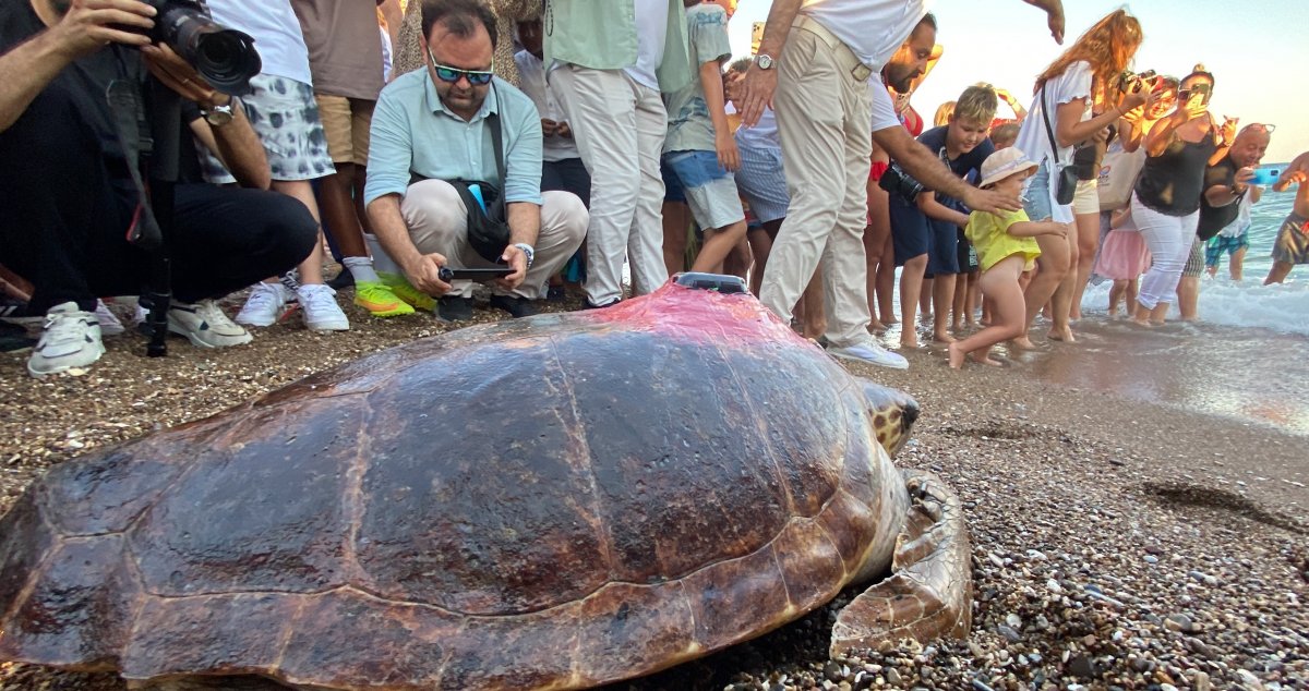 Antalya da tedavisi tamamlanan kaplumbağaya uydu cihazı takıldı #4