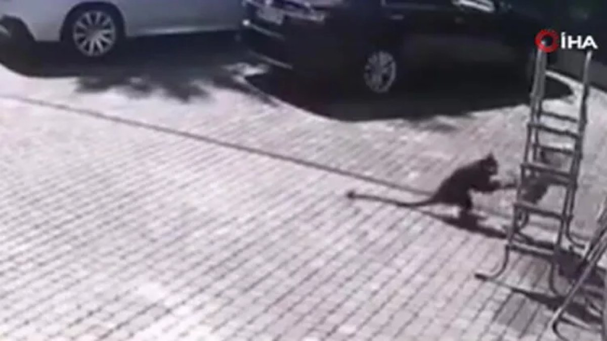 Monkey attacked little boy in Russia: His mother barely saved him #2