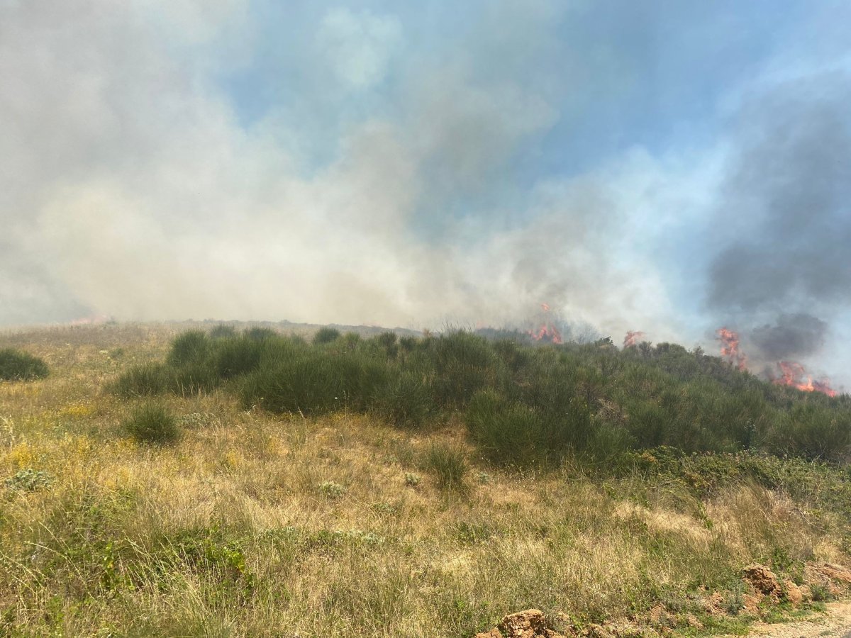 Tekirdağ da makilik yangını #3