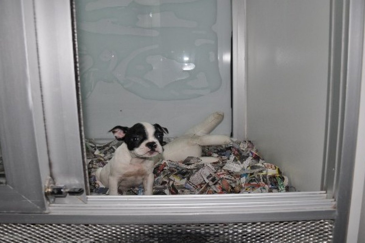 'Petshoplar, Kasaplar Odas�'na ba�land�' tart��mas� b�y�yor