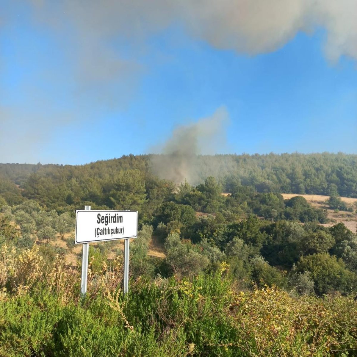 Manisa da orman yangını: 20 ev boşaltıldı #5