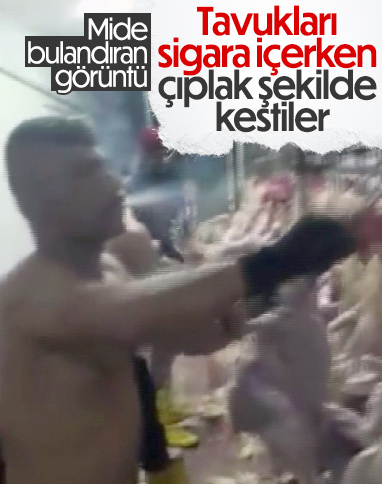 Adana'da mezbahada üstleri çıplak kişiler, sigara içip tavuk kesti