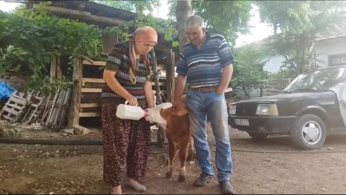 Eskişehir de kör buzağıyı biberonla besliyorlar #1