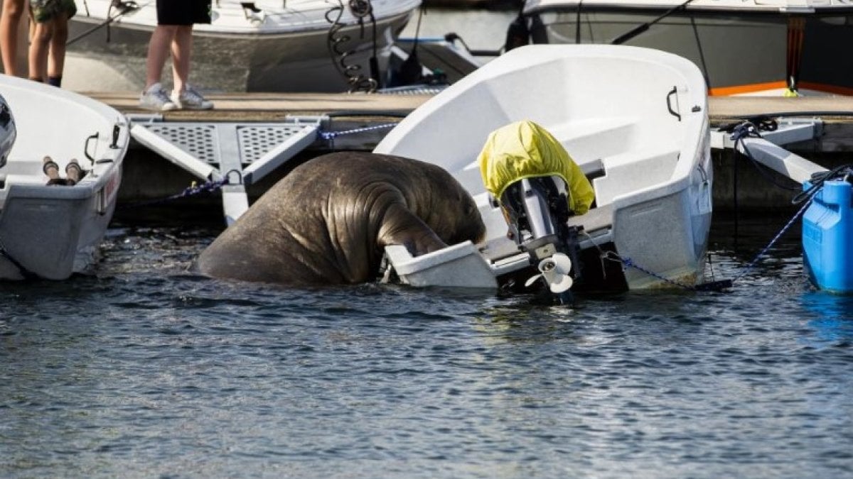 600-pound walrus aboard a sea boat in Norway