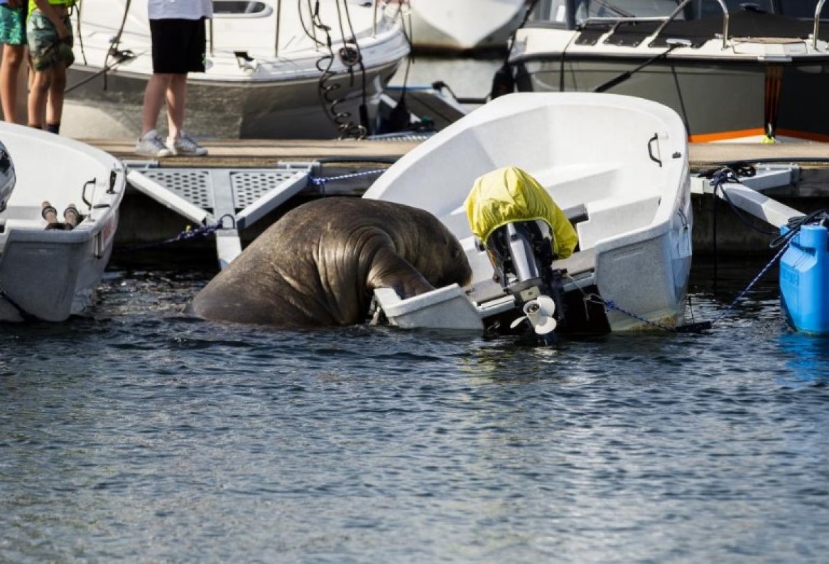 600-pound walrus aboard a sea boat in Norway #1