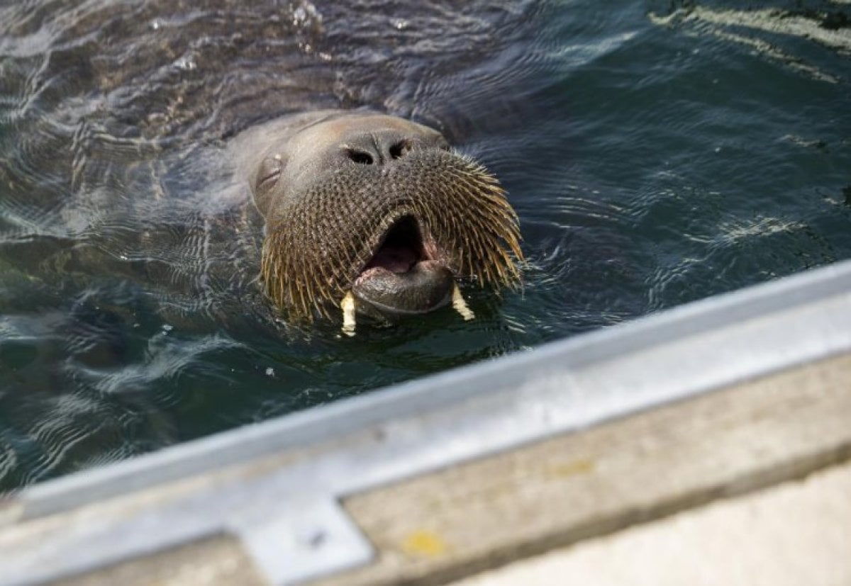 600-pound walrus aboard a sea boat in Norway #2
