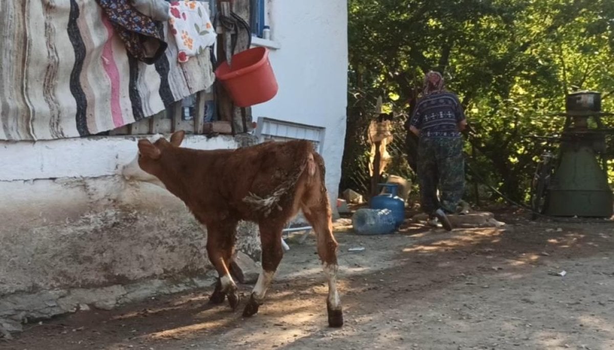 Eskişehir de kör buzağıyı biberonla besliyorlar #4