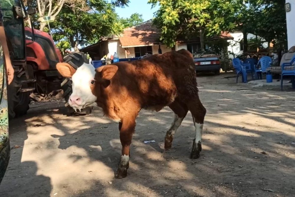 Eskişehir de kör buzağıyı biberonla besliyorlar #3