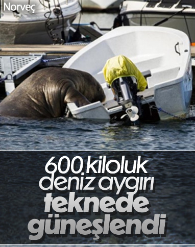 Norve�'te 600 kiloluk deniz ayg�r�, deniz botuna ��kt�