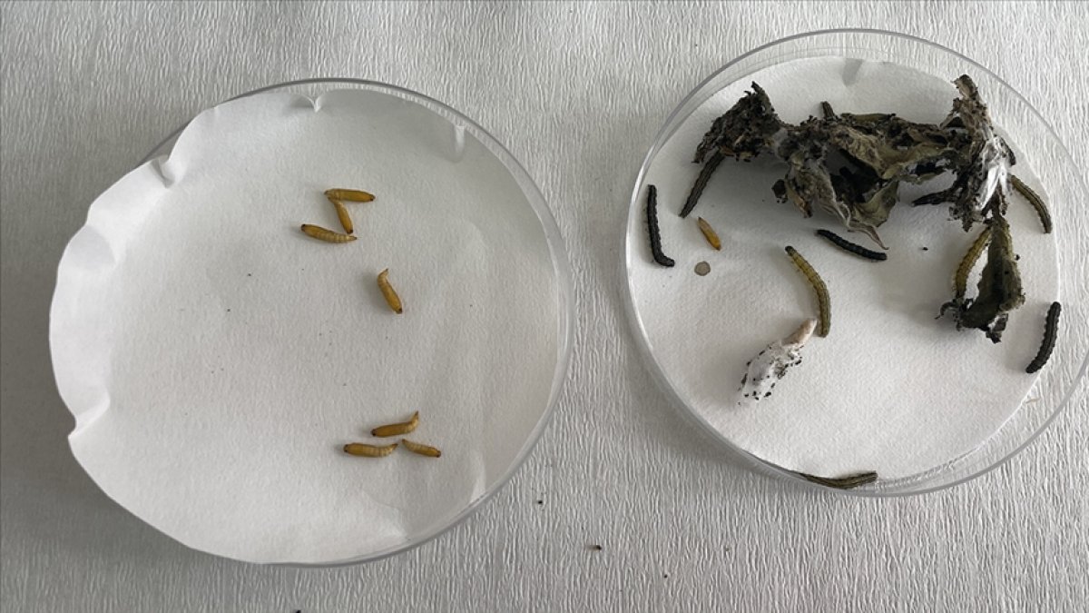 Çayır tırtılı istilalarına karşı uzmanından açıklama: Paniğe gerek yok #1