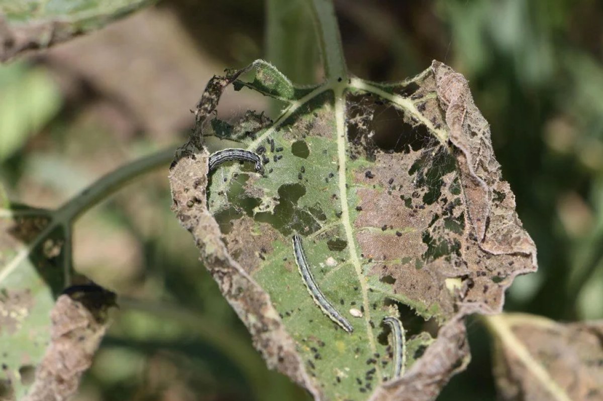 Çayır tırtılı istilalarına karşı uzmanından açıklama: Paniğe gerek yok #2