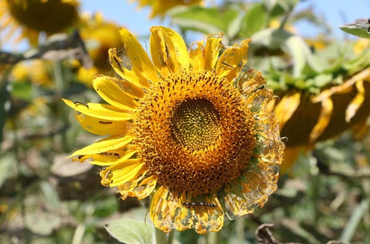 Çayır tırtılı istilalarına karşı uzmanından açıklama: Paniğe gerek yok #3