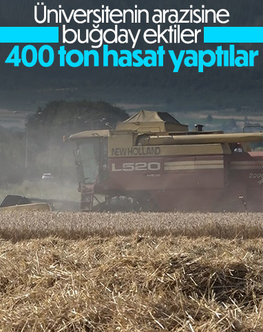 Uludağ Üniversitesi'nden 400 ton buğdayla ülke ekonomisine katkı