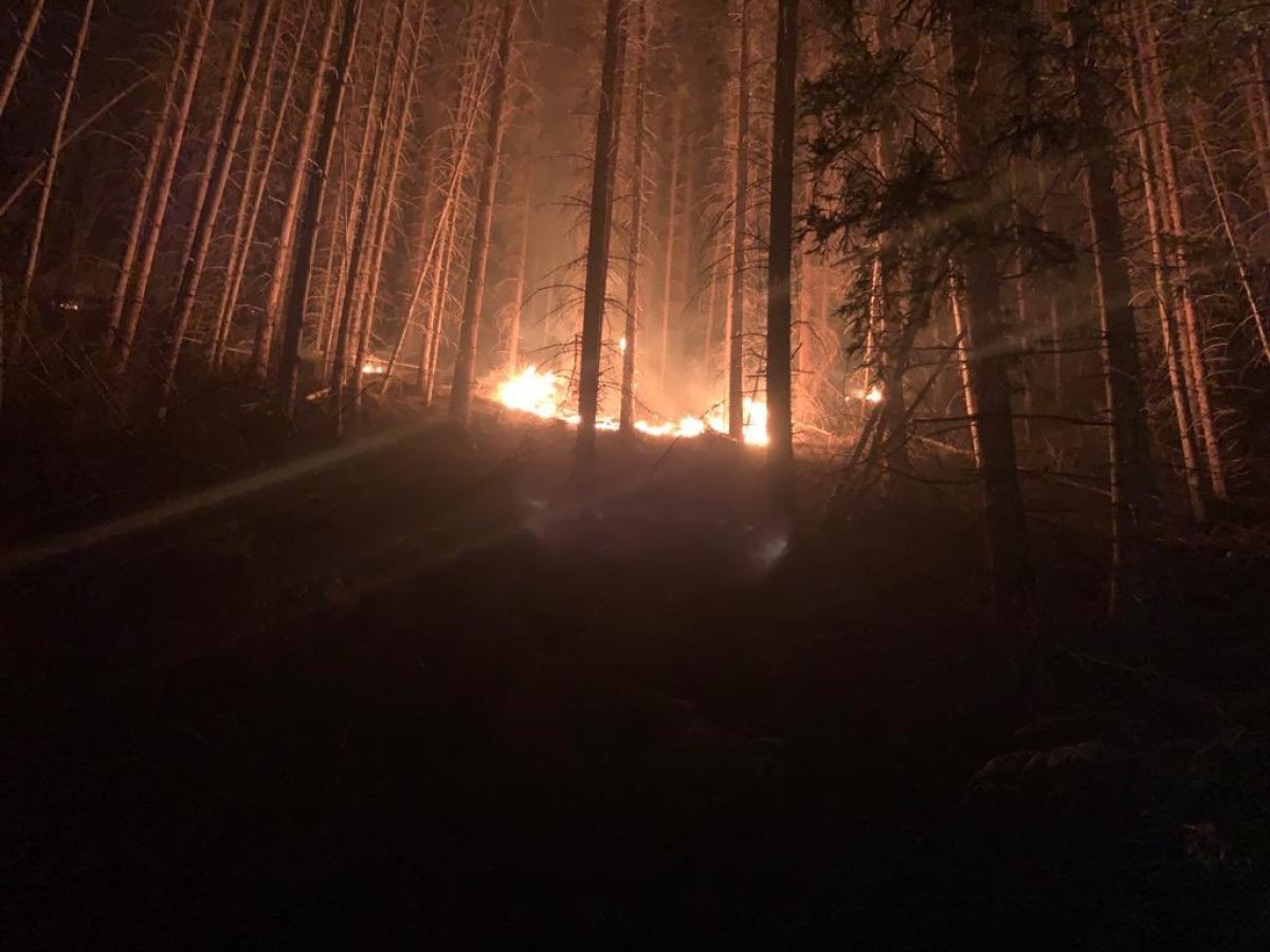 Çekya daki orman yangınında bin hektarlık alan küle döndü #2