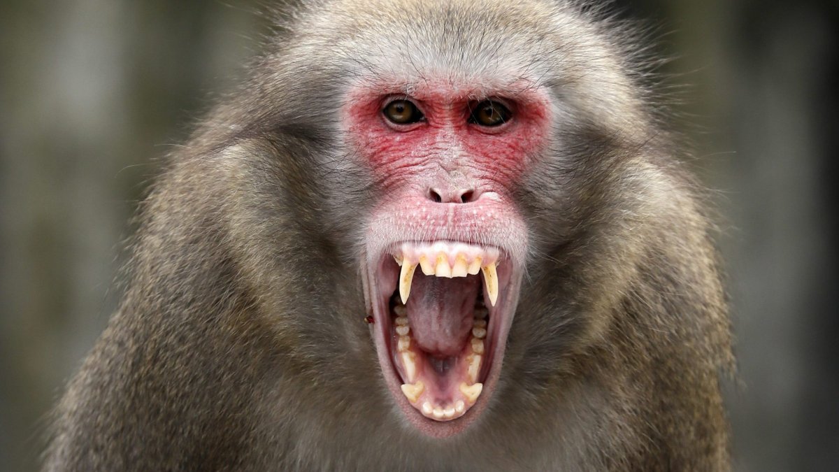 Monkey attacks on the rise in Japan
