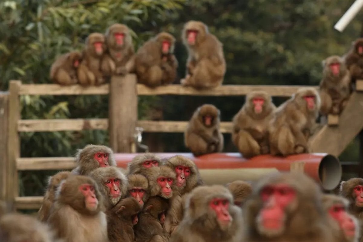 Monkey attacks on the rise in Japan #1