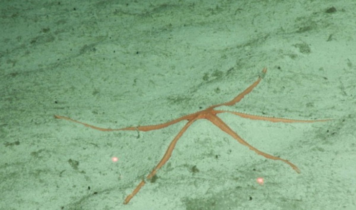 Discovered 30 new animal species in the Pacific Ocean #3