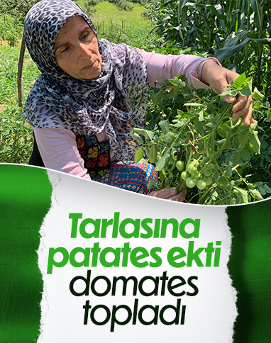 Sakarya'da tarlaya ekilen patates, domates olarak büyüdü