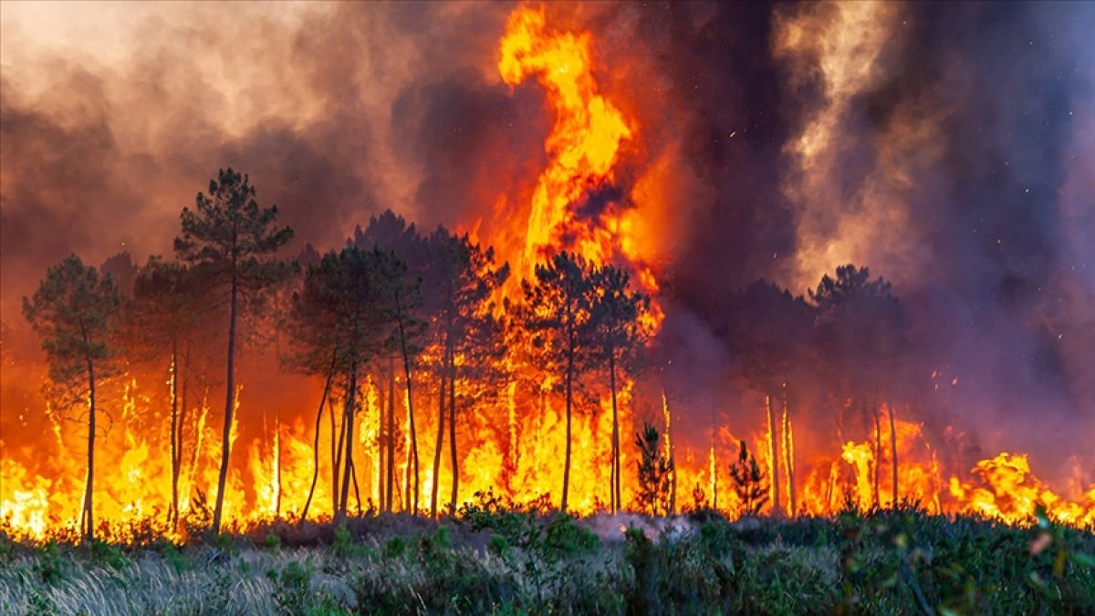 Forest fires increased 4 times in 15 years in Europe
