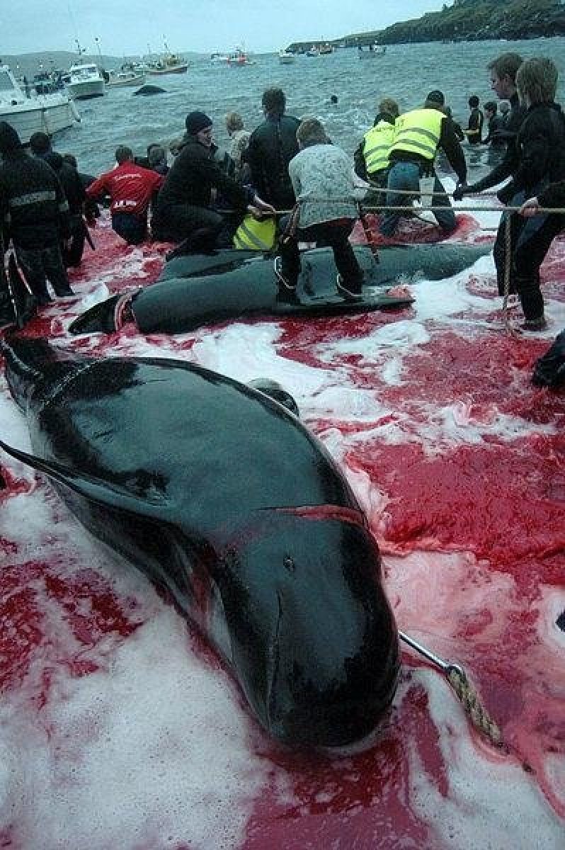 100 bottlenose dolphins slaughtered as tradition in Faroe Islands #4