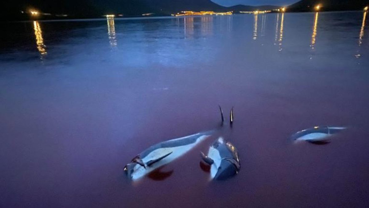 100 bottlenose dolphins slaughtered as tradition in Faroe Islands #1