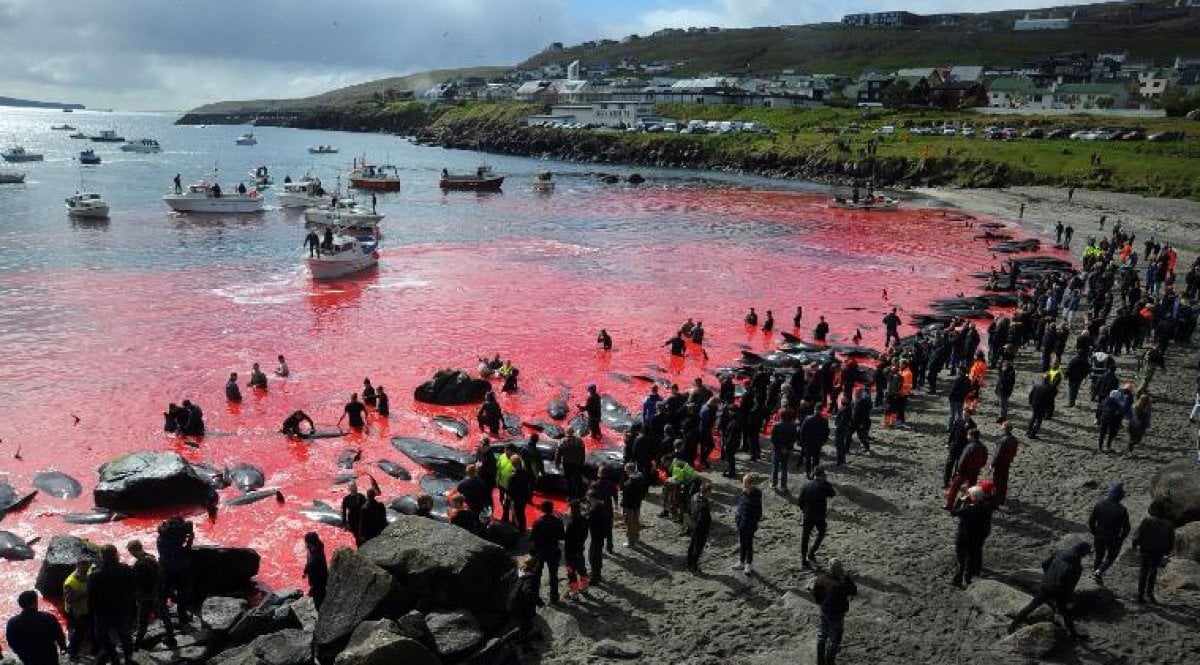 100 bottlenose dolphins slaughtered as tradition in Faroe Islands #2