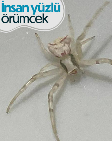 Antalya'da insan yüzlü örümcek görenleri şaşırtıyor