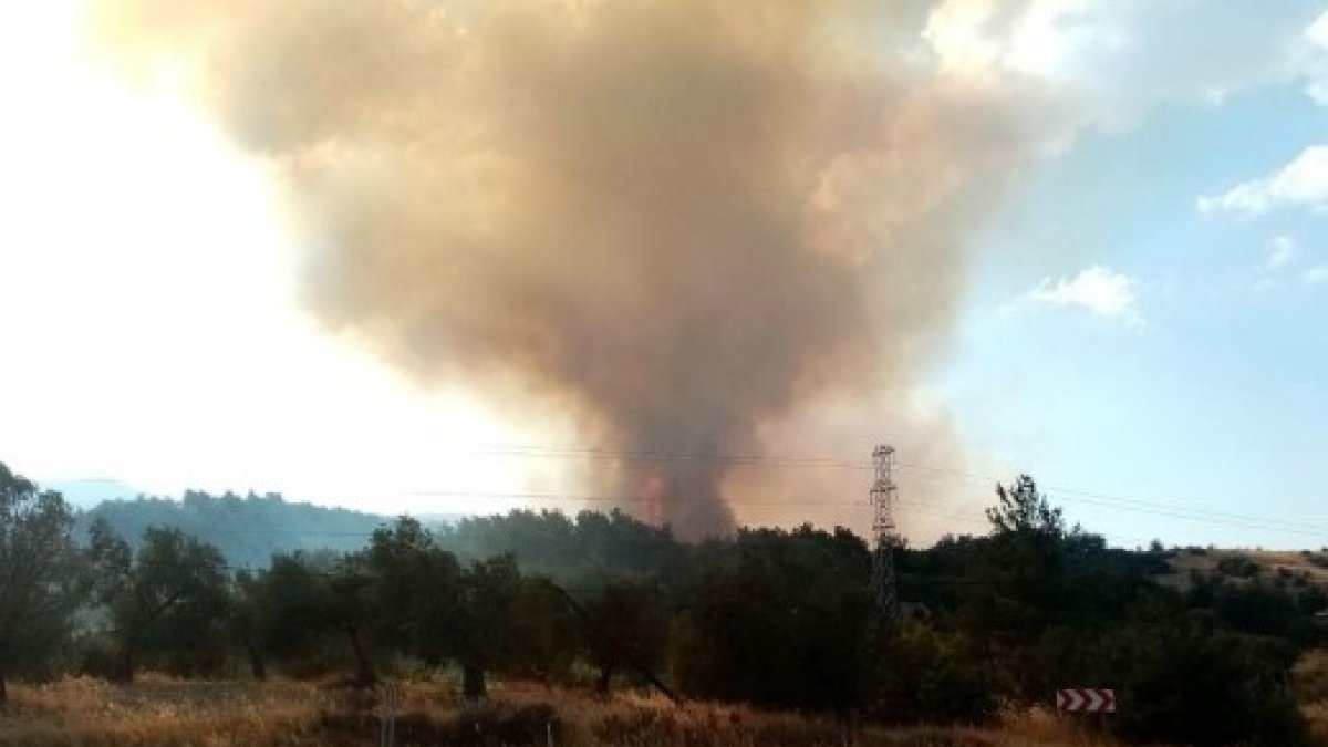 İzmir Dikili'de tarım alanında yangın