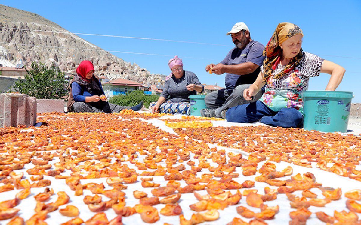 Kayseri de damda kayısı kurutma telaşı başladı #1